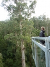 Otway fly: a tree as seen from the Tree Top walk