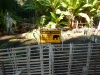 Beware! Dangerous elephants!