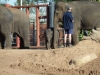 Tiny elephant