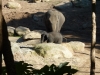 Tiny elephant