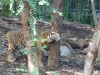 Itchy tiger
