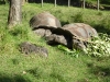 Aussie mum to her son: "No, love, those rocks -are- the turtles!"