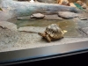 Tiny tiny turtle