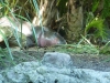 Sleepy sleepy hippo