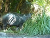 Roaring roaring hippo