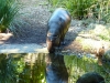 Drinking drinking hippo