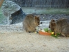 I forgot what these things are. Some kind of rodent, no doubt.