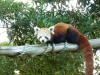 Red panda glaring at me