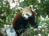 Red panda looking suspicious