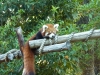Red panda lurking at the keeper, handing out food (#1)