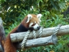 Red panda lurking at the keeper, handing out food (#2)