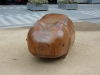 Warren the Wombat, on City Square.